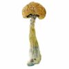 Buy Best Puerto Rican Magic Mushrooms online