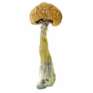 Buy Best Puerto Rican Magic Mushrooms online